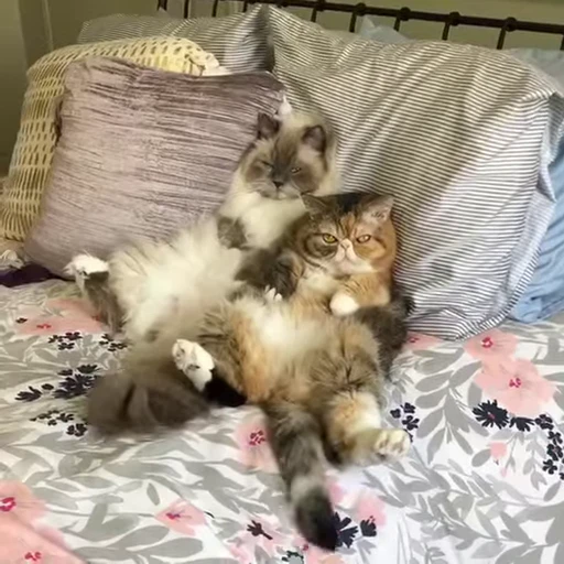 😻 Стикер «Video Cats» для Telegram
