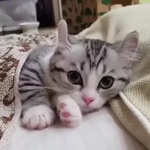😻 Стикер «Video Cats» для Telegram