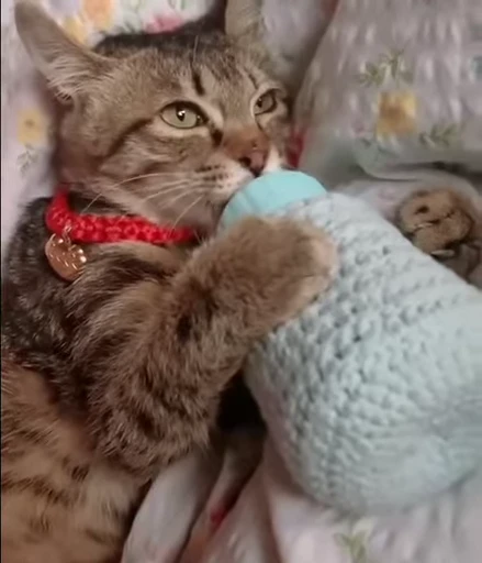 😻 Стикер «Video Cats» для Telegram