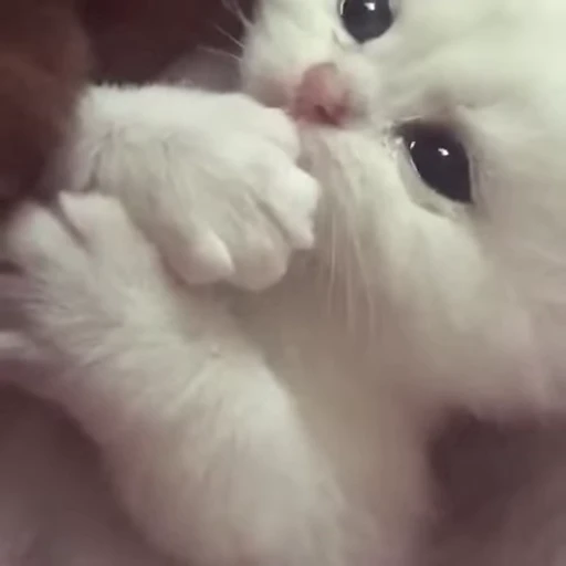 😻 Стикер «Video Cats» для Telegram