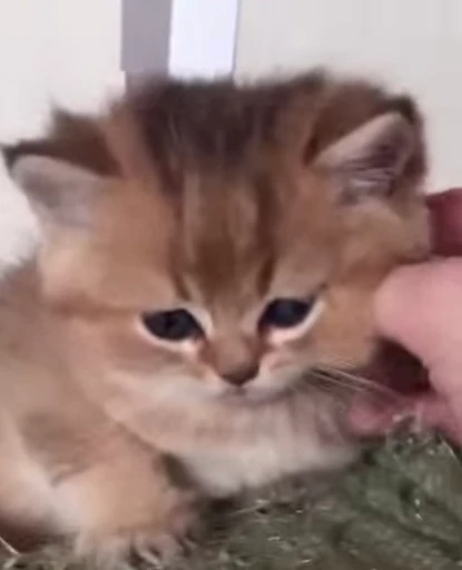 😻 Стикер «Video Cats» для Telegram