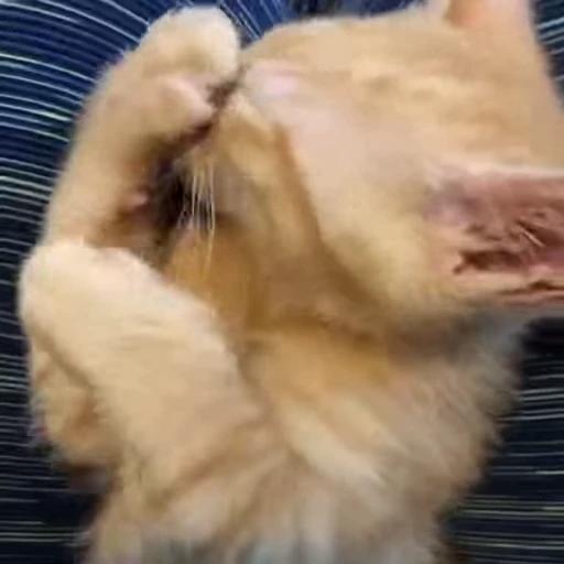 😻 Стикер «Video Cats» для Telegram
