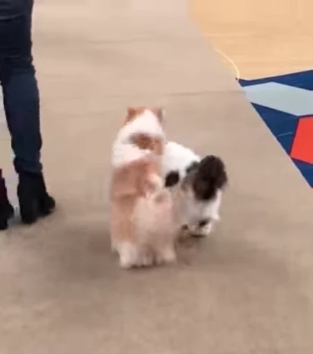 😻 Стикер «Video Cats» для Telegram