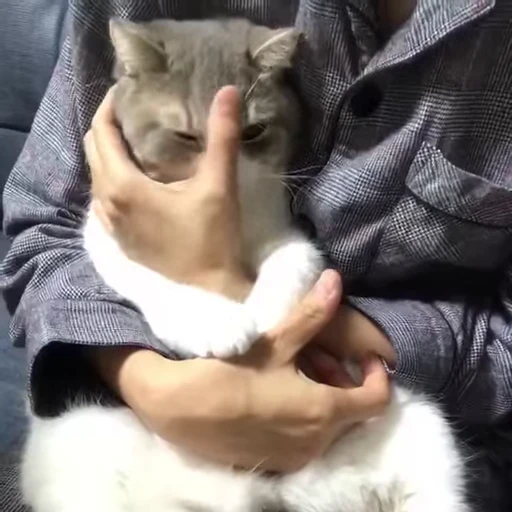 😻 Стикер «Video Cats» для Telegram