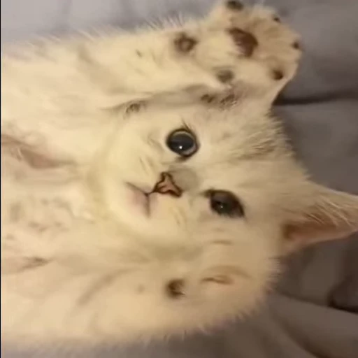 😻 Стикер «Video Cats» для Telegram