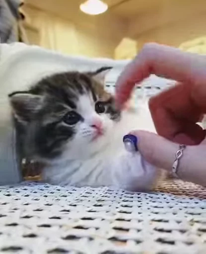 😻 Стикер «Video Cats» для Telegram