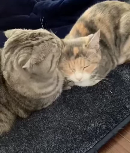 😻 Стикер «Video Cats» для Telegram