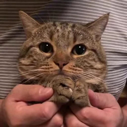 😻 Стикер «Video Cats» для Telegram