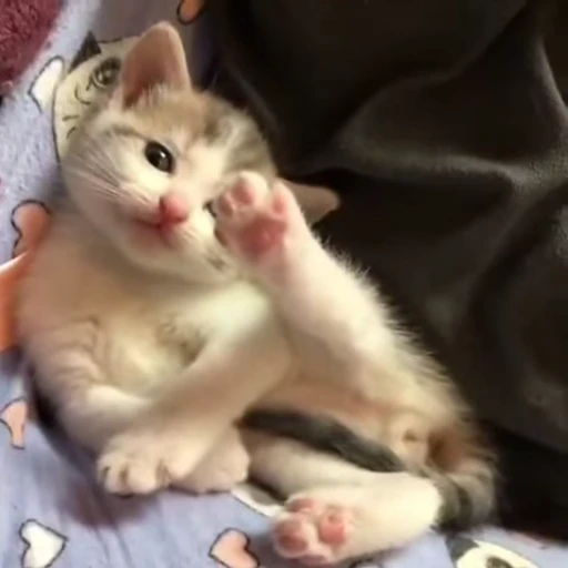 😻 Стикер «Video Cats» для Telegram