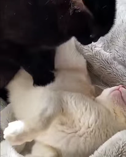 😻 Стикер «Video Cats» для Telegram