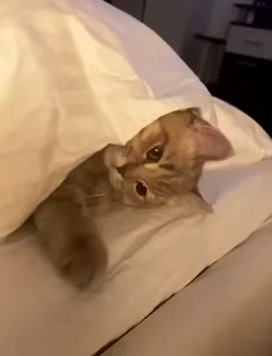 😻 Стикер «Video Cats» для Telegram