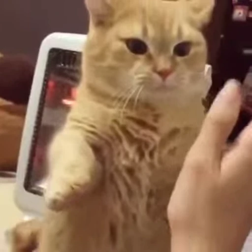 😻 Стикер «Video Cats» для Telegram