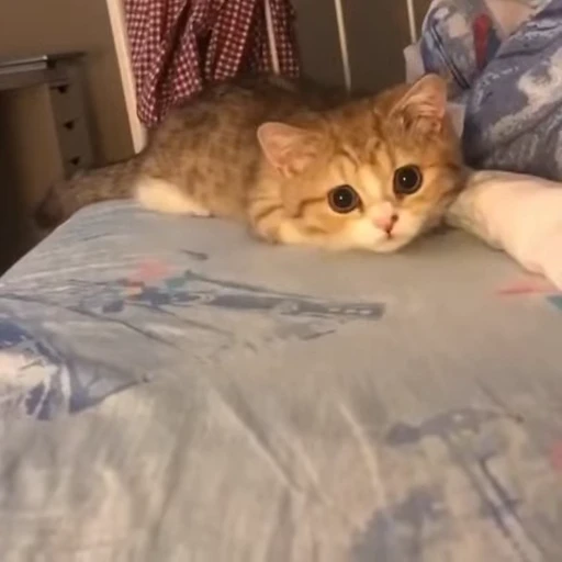 😻 Стикер «Video Cats» для Telegram