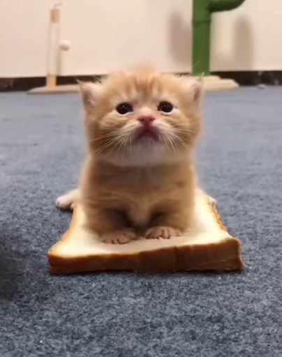 😻 Стикер «Video Cats» для Telegram