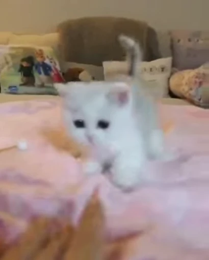 😻 Стикер «Video Cats» для Telegram