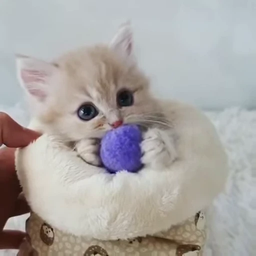 😻 Стикер «Video Cats» для Telegram