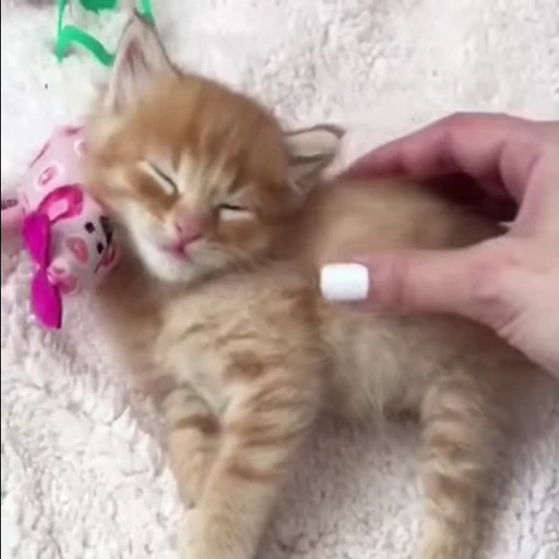 😻 Стикер «Video Cats» для Telegram