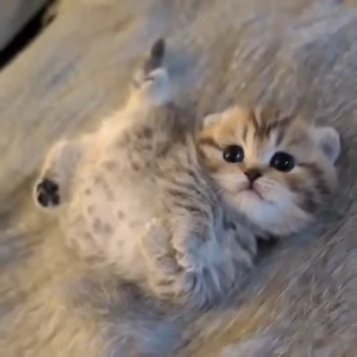 😻 Стикер «Video Cats» для Telegram