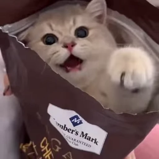 😻 Стикер «Video Cats» для Telegram