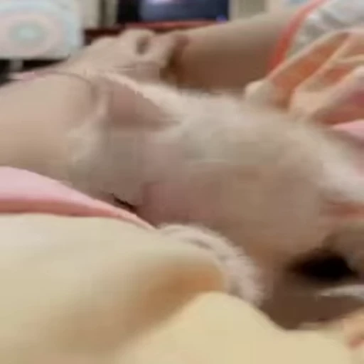 😻 Стикер «Video Cats» для Telegram
