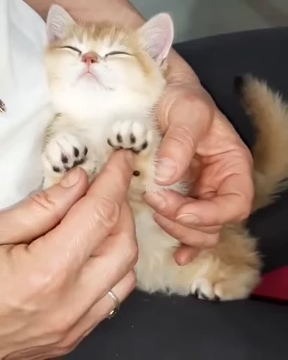 😻 Стикер «Video Cats» для Telegram
