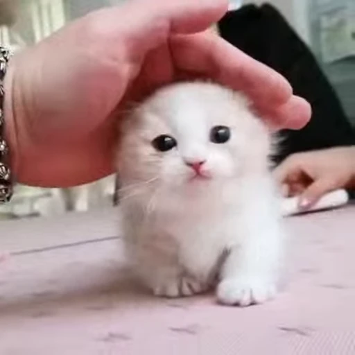 😻 Стикер «Video Cats» для Telegram