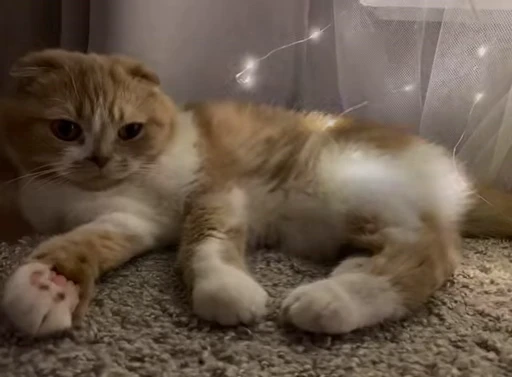 😻 Стикер «Video Cats» для Telegram
