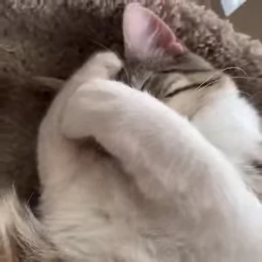 😻 Стикер «Video Cats» для Telegram