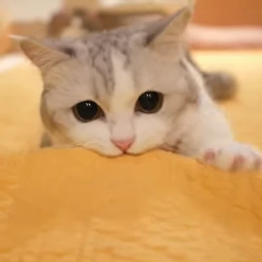 😻 Стикер «Video Cats» для Telegram