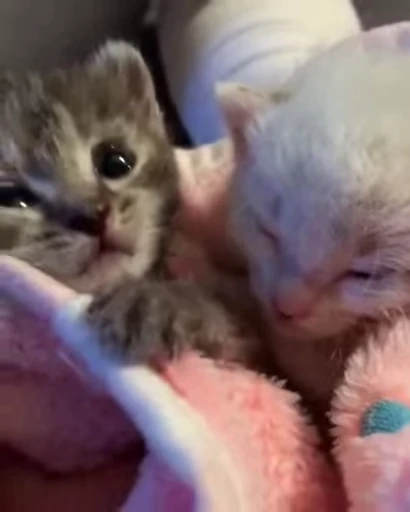 😻 Стикер «Video Cats» для Telegram