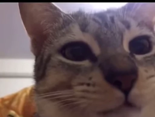 😻 Стикер «Video Cats» для Telegram
