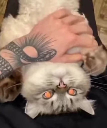 😻 Стикер «Video Cats» для Telegram