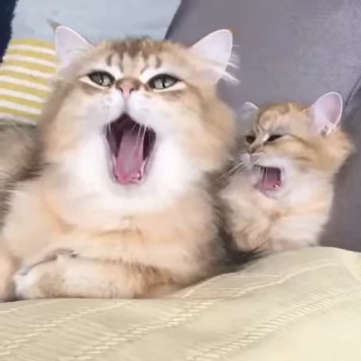 😻 Стикер «Video Cats» для Telegram