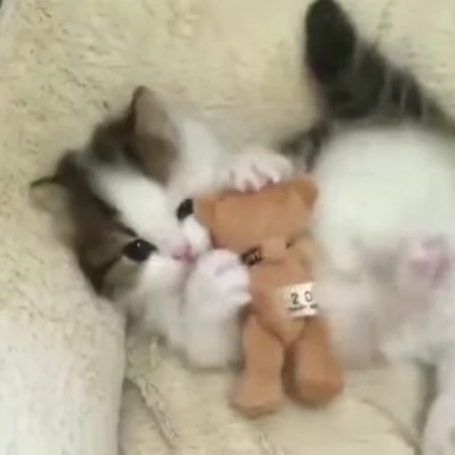 😻 Стикер «Video Cats» для Telegram