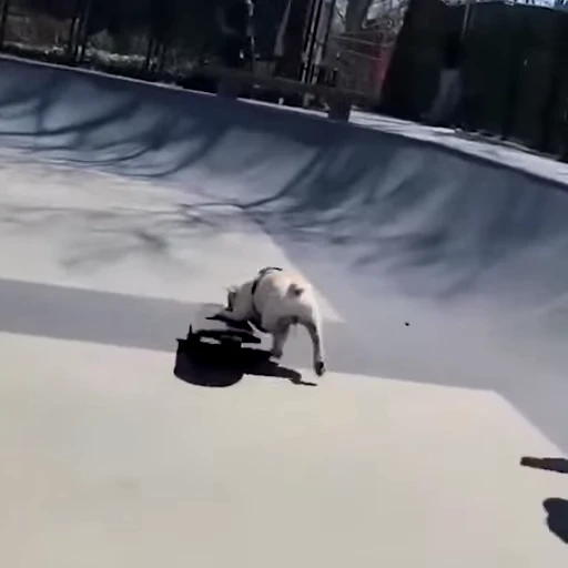 🛹 Стикер «videoanimals» для Telegram