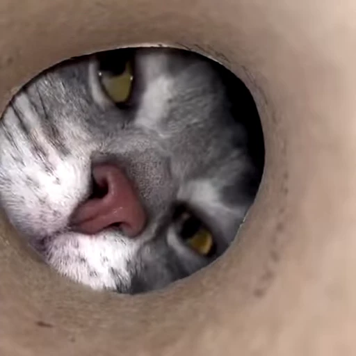 😺 Стикер «videoanimals» для Telegram