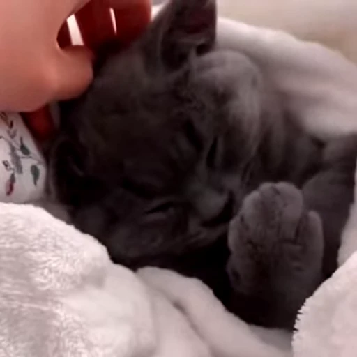 😴 Стикер «videoanimals» для Telegram