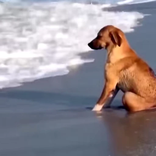 🧘‍♀️ Стикер «videoanimals» для Telegram