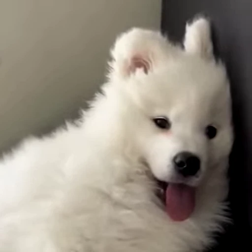 😌 Стикер «videoanimals» для Telegram