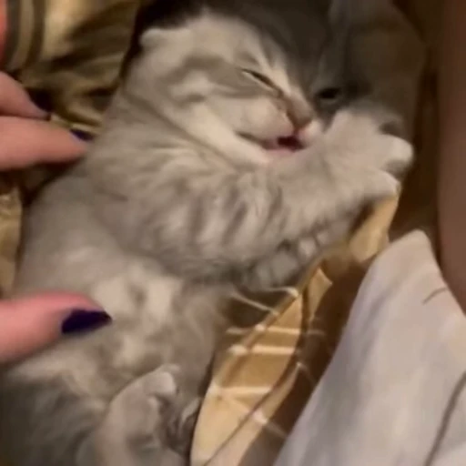 😌 Стикер «videoanimals» для Telegram