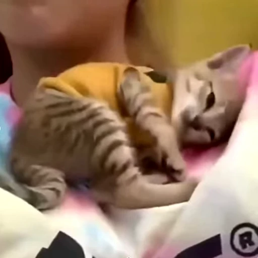💤 Стикер «videoanimals» для Telegram