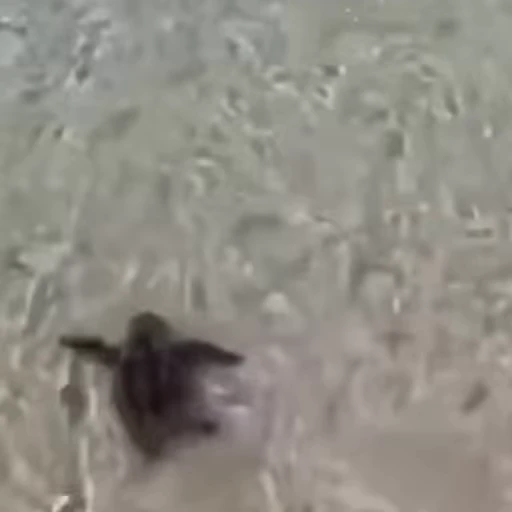 🐢 Стикер «videoanimals» для Telegram