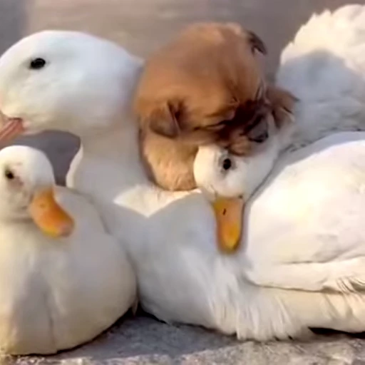 🦆 Стикер «videoanimals» для Telegram