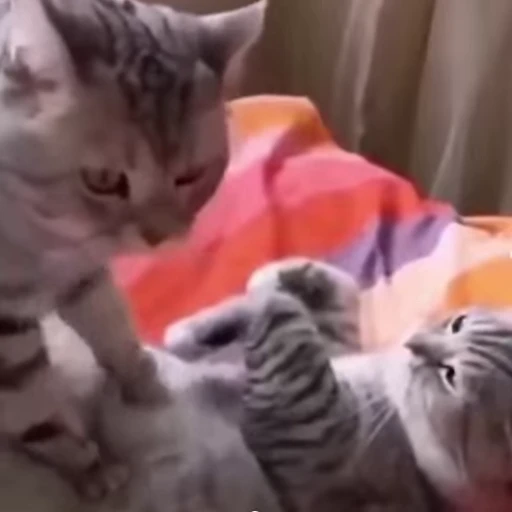 💆 Стикер «videoanimals» для Telegram