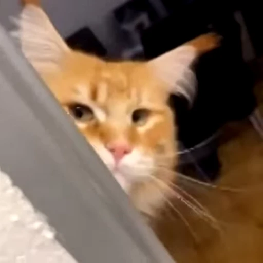 😕 Стикер «videoanimals» для Telegram