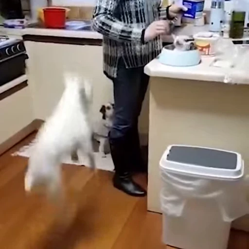 🐶 Стикер «videoanimals» для Telegram