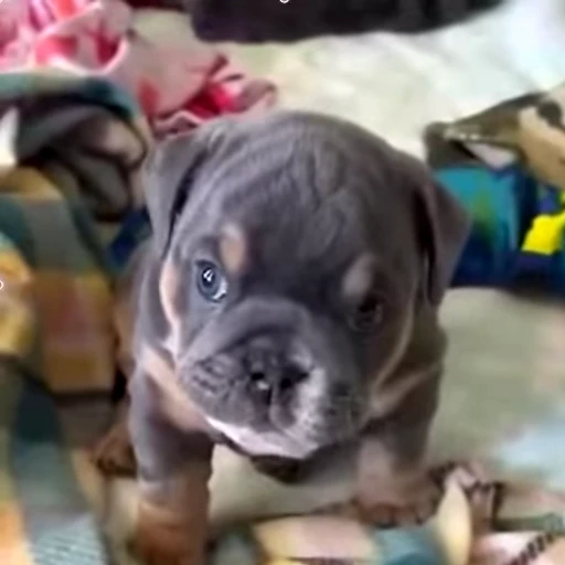 🐕 Стикер «videoanimals» для Telegram