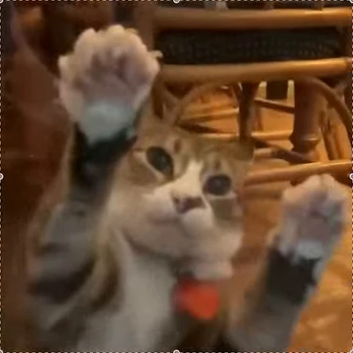 😳 Стикер «videoanimals» для Telegram
