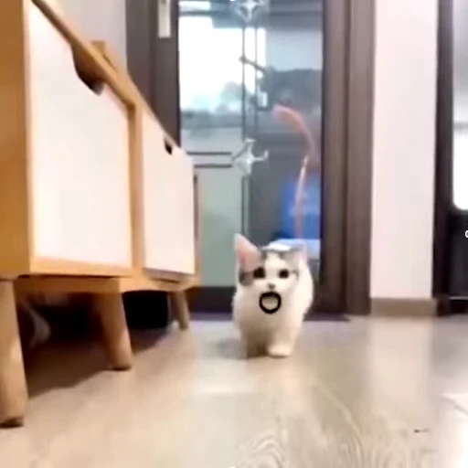 😽 Стикер «videoanimals» для Telegram
