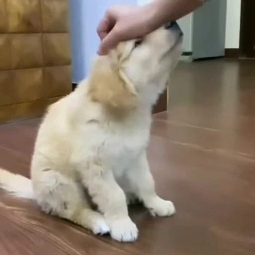 👋 Стикер «videoanimals» для Telegram